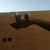 کبوتر