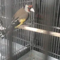 سهره داغسر نوک و پا سفید