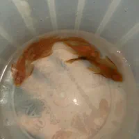 کت فیش پوزه بوته ای سوپر رد باله بلند