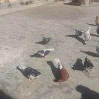 ۲۷تاکبوتر پرشی نرو ماده قاطی|پرنده|محمدیه-قزوین, |دیوار