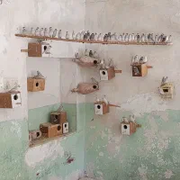 فنچ نرگسی