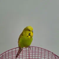 مرغ عشق انگلیسی گرید A|پرنده|اهر, |دیوار