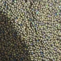 ماش بومی درجه یک