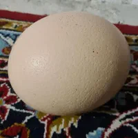 تخم شترمرغ