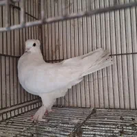 کفتر|پرنده|قم, دروازه قلعه|دیوار