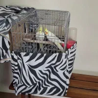 یک جفت عروس هلندی نر و ماده لوتینو|پرنده|کرج, شهرک جهان‌نما|دیوار