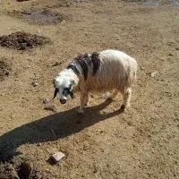 فروش 13راس بره