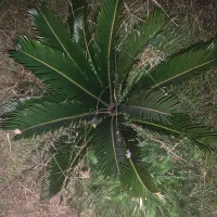 فروش سیکاس|گل و گیاه طبیعی|رشت, معلم|دیوار