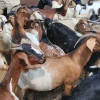 کهره نر و بز با قصابی خود بندرعباس