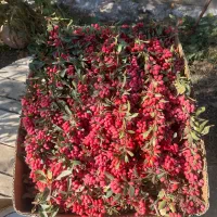 زرشک تازه