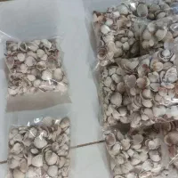 گوش ماهی (صدف)