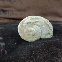 فسیل حلزون باستان|کلکسیون اشیاء عتیقه|اصفهان, جلفا|دیوار