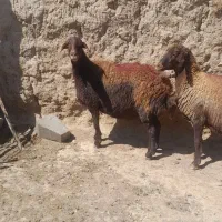 میش ابستن افشاری .گوسفند افشاری شیشک بخته .بره|حیوانات مزرعه|نیشابور, عطار|دیوار
