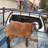 گوسفند زنده نر دست چین ویژه محرم با خدمات رایگان