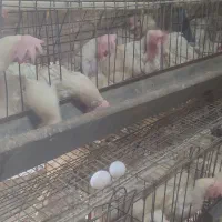 جوان مرغ و خروز س موجود تخمگذار|حیوانات مزرعه|وحیدیه, |دیوار