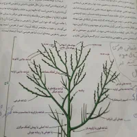 هرس فنی وآگاهانه درختان.