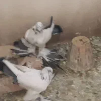 کبوتر|پرنده|تبریز, |دیوار