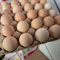 تخم مرع بومی