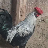 خروس بومی در انواع نژاد ها درشت