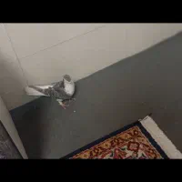 کبوتر|پرنده|مرودشت, ژیان|دیوار