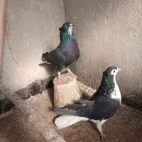 کبوتر گلین|پرنده|اصفهان, ارداجی|دیوار