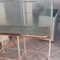 آکواریوم|ماهی|قزوین, |دیوار