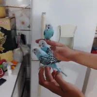 مرغ عشق هلندی