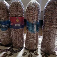 لوبیا برای کاشت