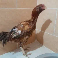 خروس لاری|حیوانات مزرعه|رامشیر, |دیوار