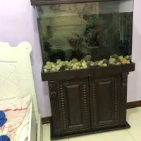 اکواریوم|ماهی|تهران, چیتگر شمالی|دیوار