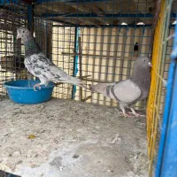 چند جفت کفتر عتیقه|پرنده|تهران, هلال احمر|دیوار