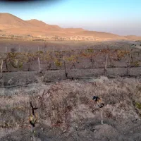 باغ۵۰۰۰مترروستای حیران|فروش دفتر صنعتی، کشاورزی، تجاری|همدان, |دیوار