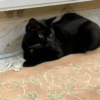 واگذاری گربه نر ترکیب بریتیش هیمالین|گربه|اردبیل, |دیوار