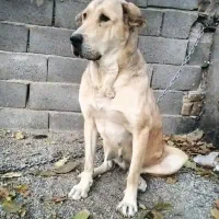 سگ ماده پژدر