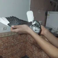 کبوتر قاره دم سفید نر ۴۰۰