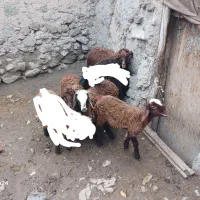 بره ۴راس ماده  واسه نگهداری جفتی ۱۵میلیون|حیوانات مزرعه|اردبیل, |دیوار