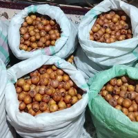 ازگیل پیوندی