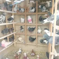 کفتر پرشی