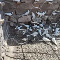 جوجه طوقی|پرنده|میان جلگه, |دیوار