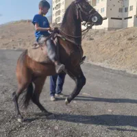 اسب