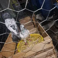 امیدیه هستم|پرنده|امیدیه, |دیوار