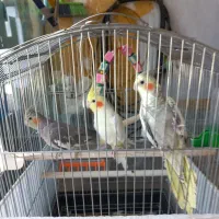 عروس هلندی