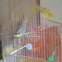 عروس هلندی|پرنده|مشهد, نیروی هوایی|دیوار