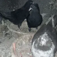 کبوتر|پرنده|خاوران, |دیوار