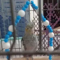عروس هلندی|پرنده|یزد, |دیوار