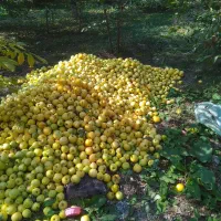 خریدار حیاط در گلبهار 1/۵ میلیارد نقدی وباغ