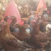 مرغ محلی|پرنده|شیراز, تاچارا|دیوار