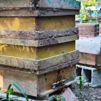 فروش کندوی زنبور عسل