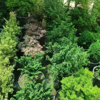 طراحی و کاشت رایگان باغچه /ضمانت خدمات/|گل و گیاه طبیعی|تهران, شهرک غرب|دیوار