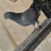 کبوتر اصفهانی معاوضه با کله دم سبز